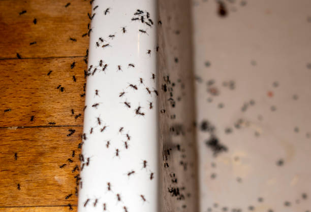 Best Pest Prevention Services  in Elma, WA